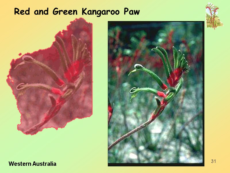 31 Red and Green Kangaroo Paw Western Australia